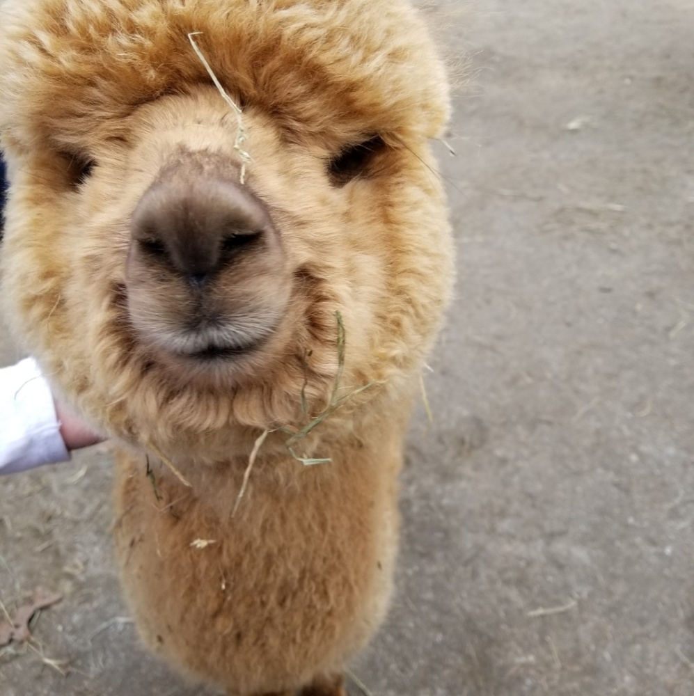 Meet your Posher, Sam